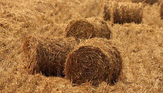 阿城區經開區一年能消耗秸稈30萬噸,發電2億余度