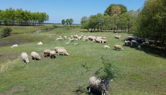 使用EM原露進行飼料處理和糞便處理,不但可以提高養殖效率和產品品質,還可做到無臭 無蠅 無蚊,從而實現清潔 綠色養殖