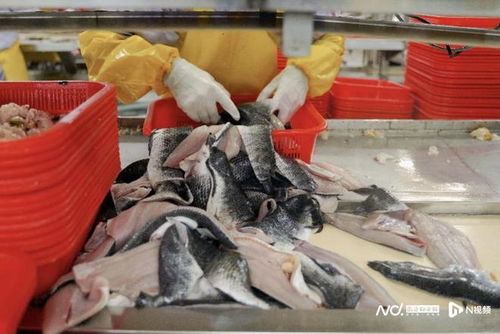 廣東鄉村振興深調研首站走進肇慶,預制菜發展謀定一蝦一魚