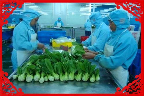 現在20萬塊錢,可以開一些什么工廠 推薦幾個供參考