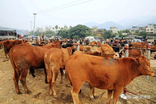 榕江縣忠誠商品牛交易市場售銷火爆