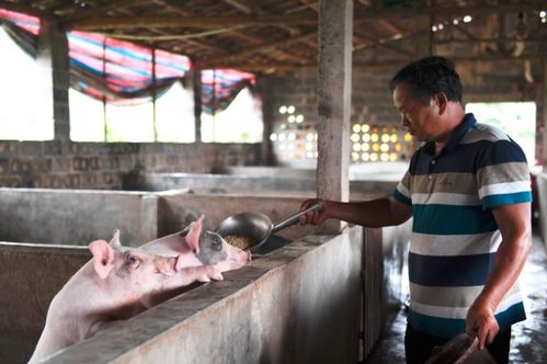 我國種豬進口情況如何 專家 近十年年均不到1萬頭,主要用于補充資源 血統更新和改善性能