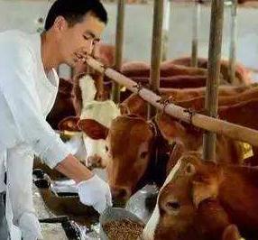 80后 兄弟深山養牛,第一批就入50萬