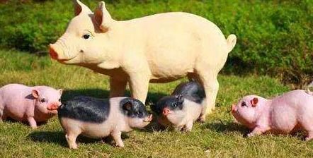 天津豬肉進口報關公司資料審核