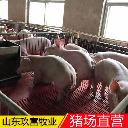 莒南縣玖富仔豬農副產品購銷中心產品展示