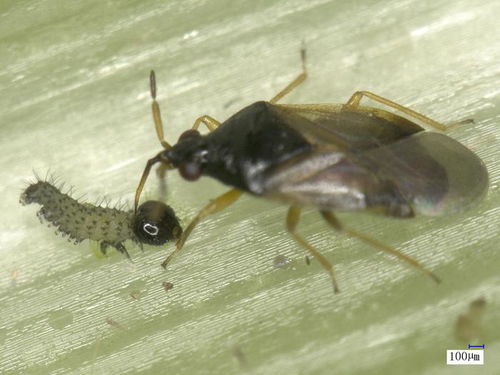 年產天敵3000億頭 北京植保工作者與天敵昆蟲共同 作戰