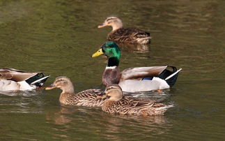 紀念國際生物多樣性日暨野生鳥類攝影展
