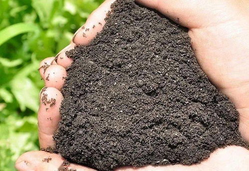 自治區政協委員就推動我區有機肥產業健康發展建言獻策