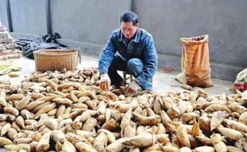 又一農產品價格 斷崖大跌 ,收購價直降3倍,農民 不想賣