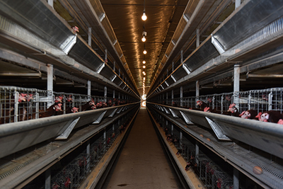 江蘇宿遷供電:雞糞變廢為寶?電能替代有妙招