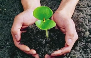 作物全程管理 新朝陽健康植保分享 關于微生物肥料的幾個關鍵問答