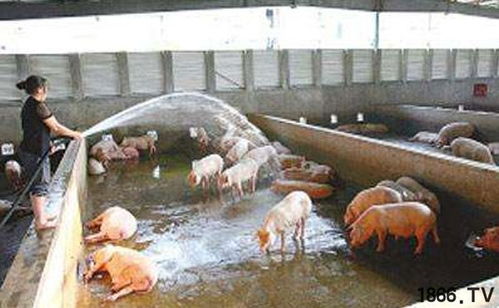 最近的三個消息,恐對養豬行業產生非常大的影響