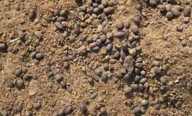 利用兔子糞便加工成畜禽飼料的方法