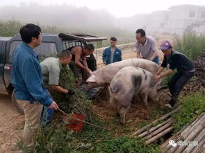 昆鋼金福公司農產品收購圓了掛鉤扶貧村貧困戶女兒求學夢