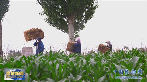預計年生產生物天然氣700萬立方米,處理畜禽糞便15萬噸,農作物秸稈1.