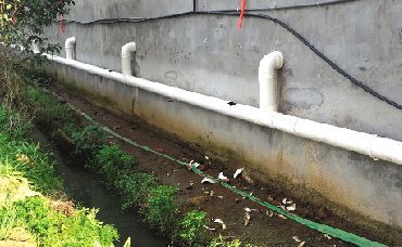 畜禽糞便外泄污染河道(組圖)