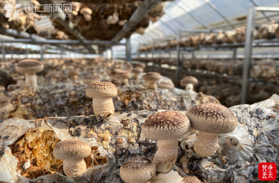 松桃:“三駕齊驅”抓實產業(yè)發(fā)展