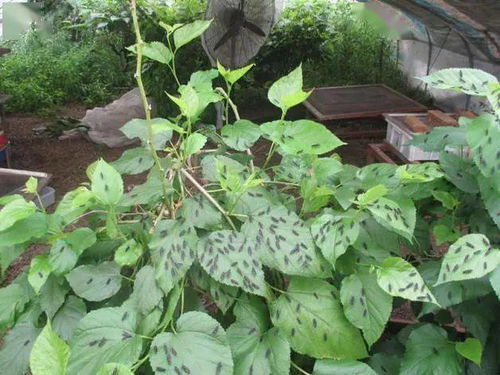 黑水虻轉化處理畜禽糞便及餐廚垃圾