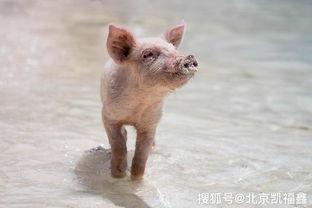 養(yǎng)殖場(chǎng)做什么地面好 這種地坪材料讓多少農(nóng)戶只嘆相見恨晚
