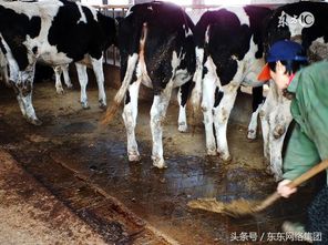 1000億元的畜禽養(yǎng)殖補貼將被取消