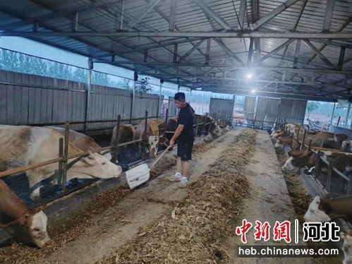 河北南宮 特色養(yǎng)殖引領鄉(xiāng)村發(fā)展新活力