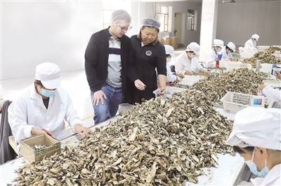 扎蘭屯市 擦亮品牌做大產業 賦能野生菌出口