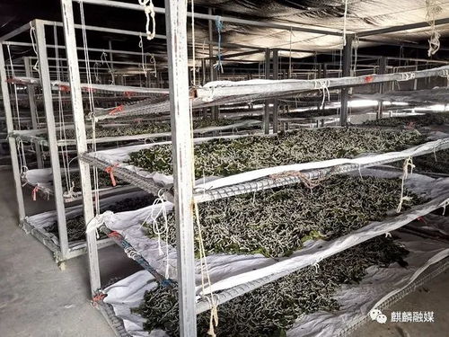變廢為寶 麒麟?yún)^(qū)蠶農(nóng)增收千萬元