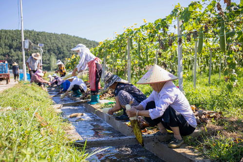 小絲瓜出國門 闖出鄉村振興新 絲 路