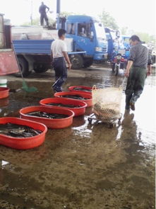 江蘇揚州 淡水魚收購價創年內新低 節前可能小漲但漲幅有限
