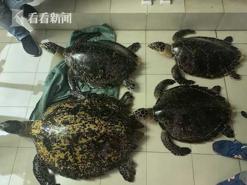 網上出售玳瑁制品 長寧警方遠赴海南抓獲嫌疑人